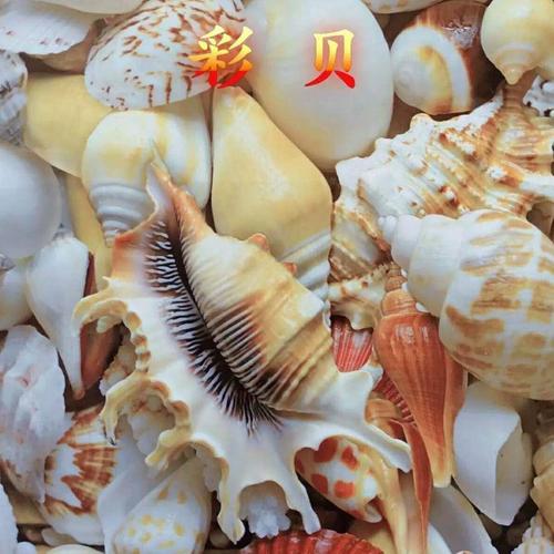 彩貝