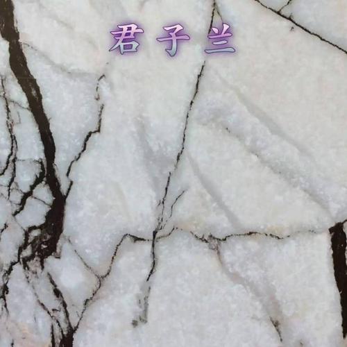 君子蘭