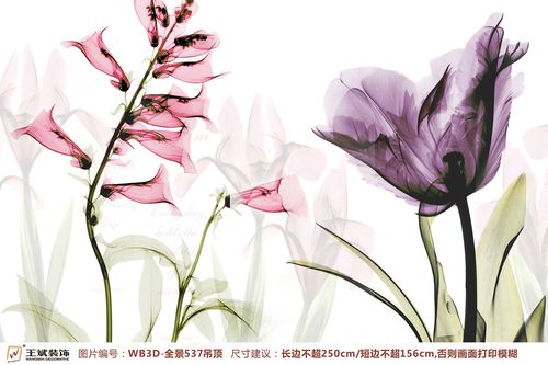 WB3D-全景537-天頂