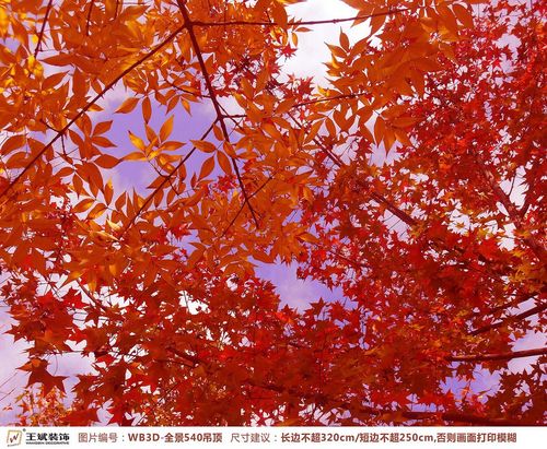 WB3D-全景540-夢幻紅葉楓葉森林全景風(fēng)景畫背景墻-天頂